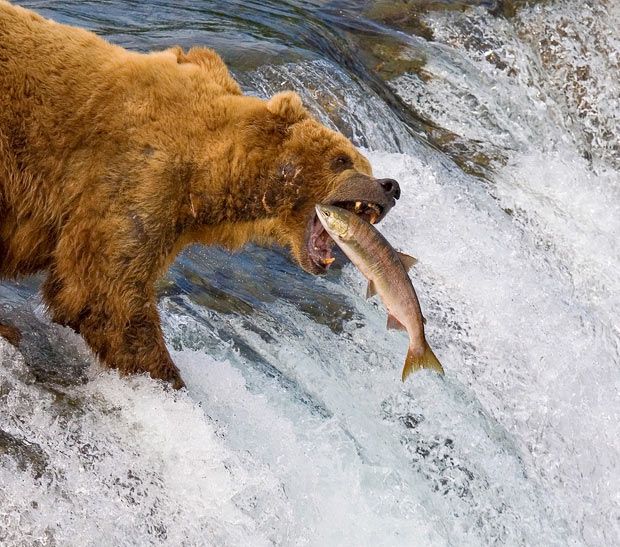 bear salmon